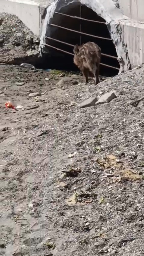 Aç kalan domuzlar sahile indi 4 ac kalan domuzlar sahile indi 0 RYhZThea