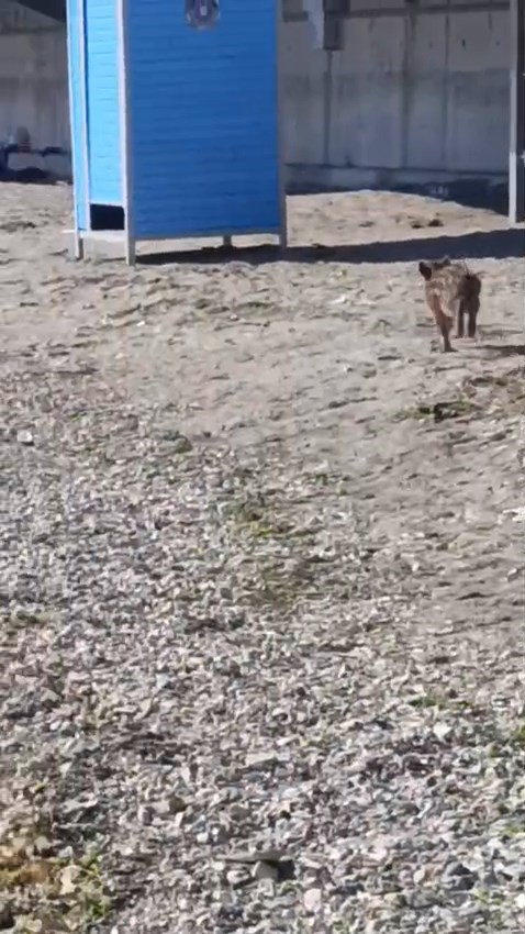 Aç kalan domuzlar sahile indi 5 ac kalan domuzlar sahile indi 1 CMQBXNMG