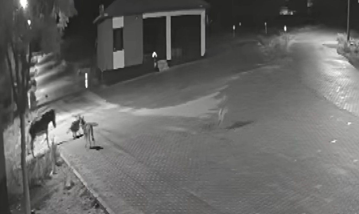 ac kalan kurtlar mahalleye inerek esege saldirdi 0 fQgPgwfe