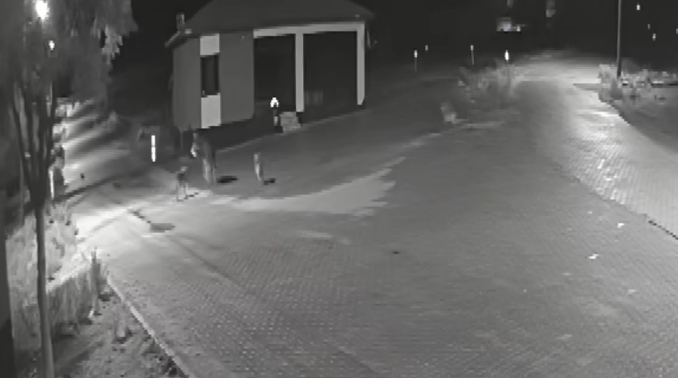 ac kalan kurtlar mahalleye inerek esege saldirdi 3 LDnUkNj4