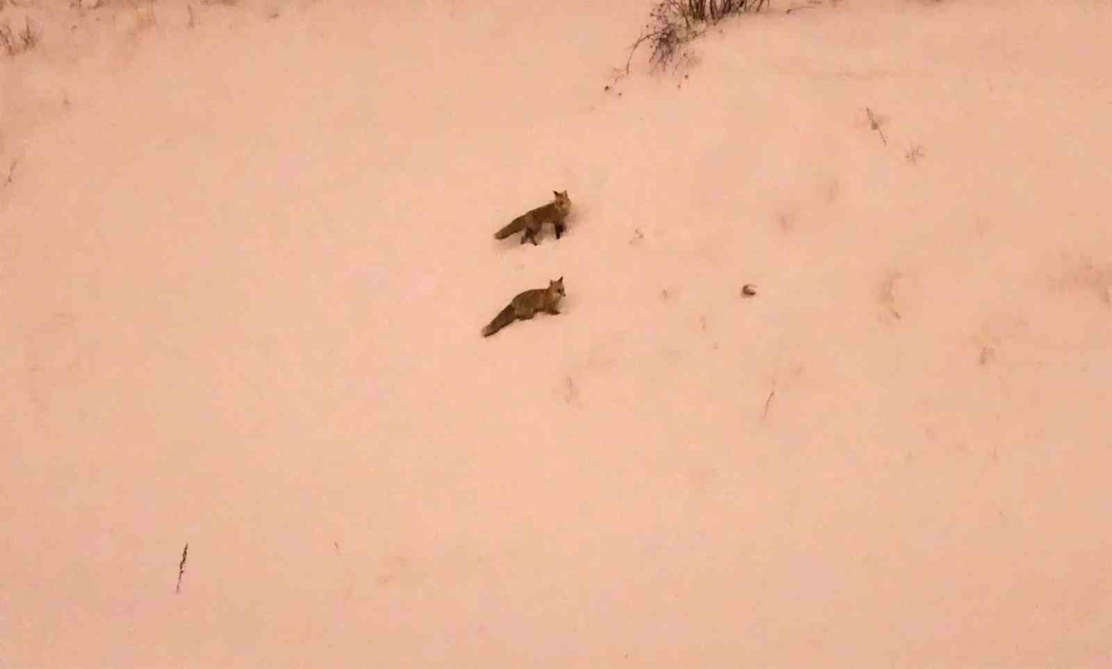 ac kalan tilkiler yerlesim yerlerinde gorulmeye baslandi 0 XfAIPs28