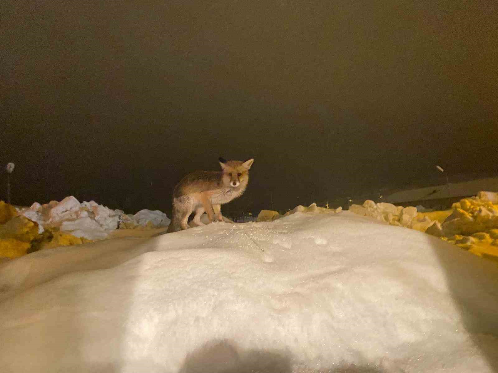 ac kalan tilkiye sefkat eli o yedikce ben mutlu oldum 0 siTjAmJ4