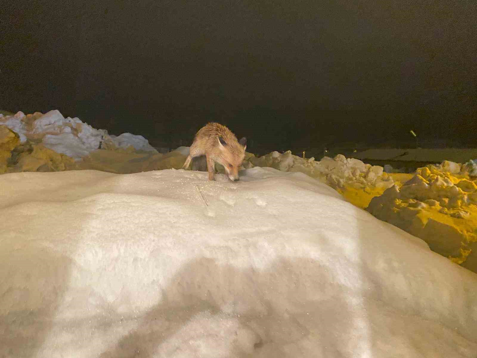 ac kalan tilkiye sefkat eli o yedikce ben mutlu oldum 2