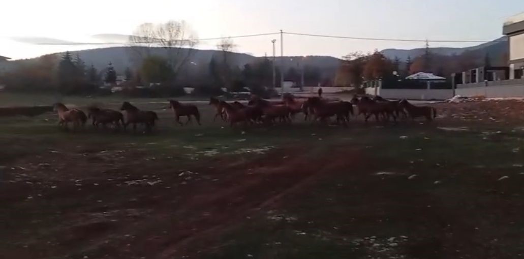 ac kalan yilki atlari sehir merkezine indi 2 A5yba7u1