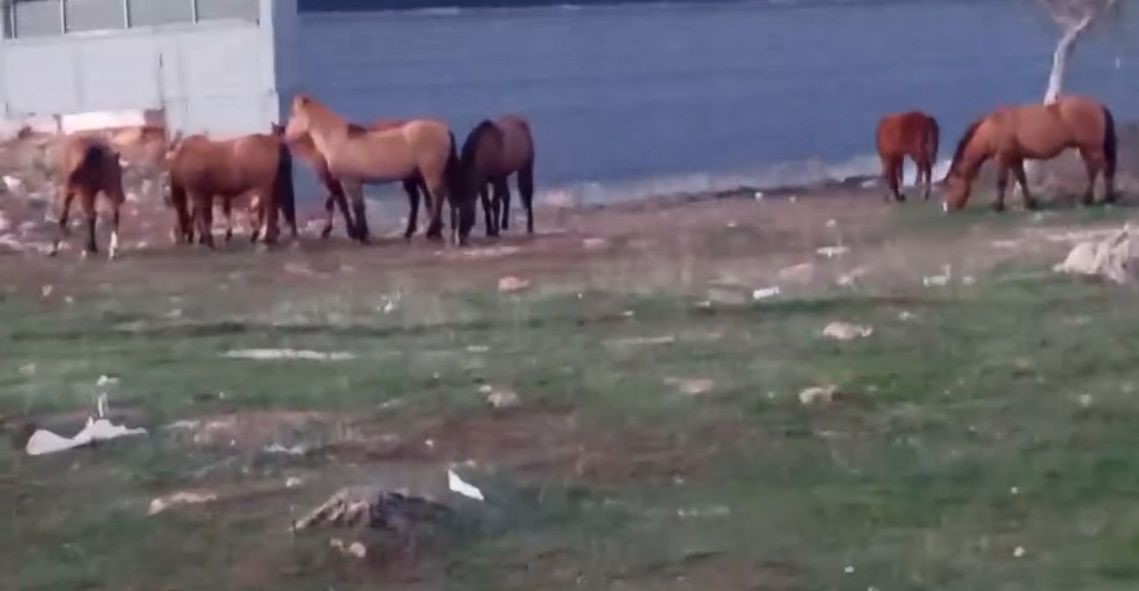 ac kalan yilki atlari sehir merkezine indi 3 4tjUK8wN