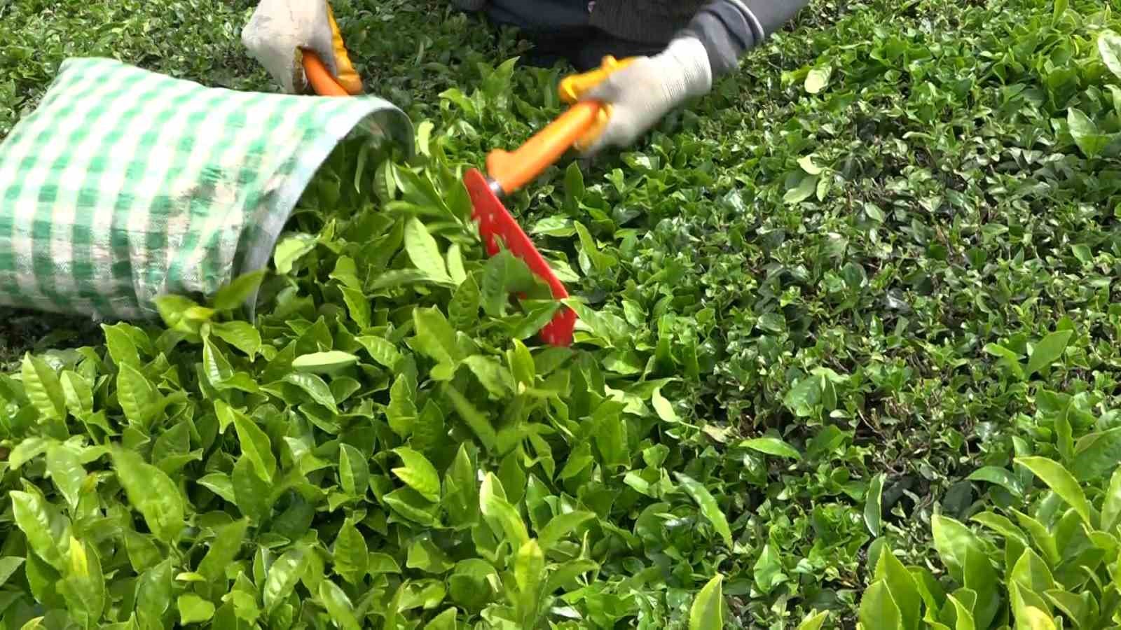 aciklanan yas cay taban fiyati rizelileri sevindirdi 2 kwNrOZgK
