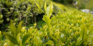 aciklanan-yas-cay-taban-fiyati-rizelileri-sevindirdi-acn7pEV6.jpg