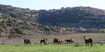 adana-milyonluk-ingiliz-ve-arap-atlarinin-yetisme-alani-oldu-ATPU4hAb.jpg