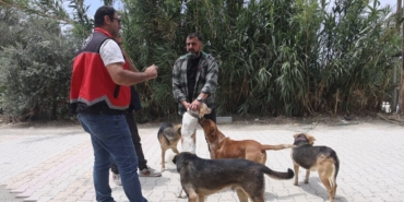 adanada-2025te-3-bin-865-kedi-ve-3-bin-577-kopege-cip-takildi-POACwKYI.jpg