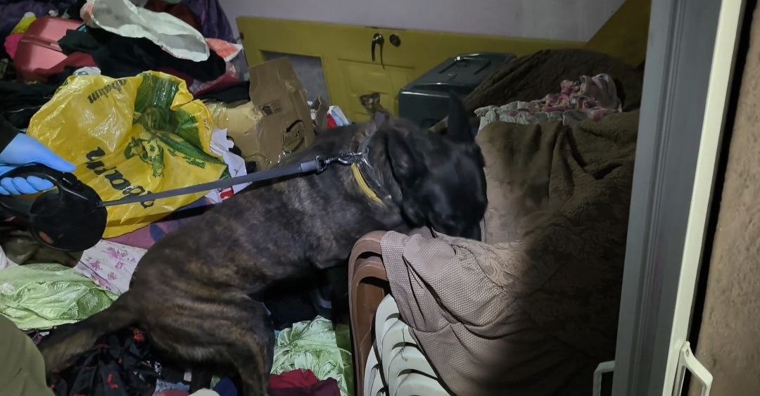 adanada 335 bin uyusturucu hap ele gecirildi 10 supheli gozaltinda 4 zbTAC3JZ