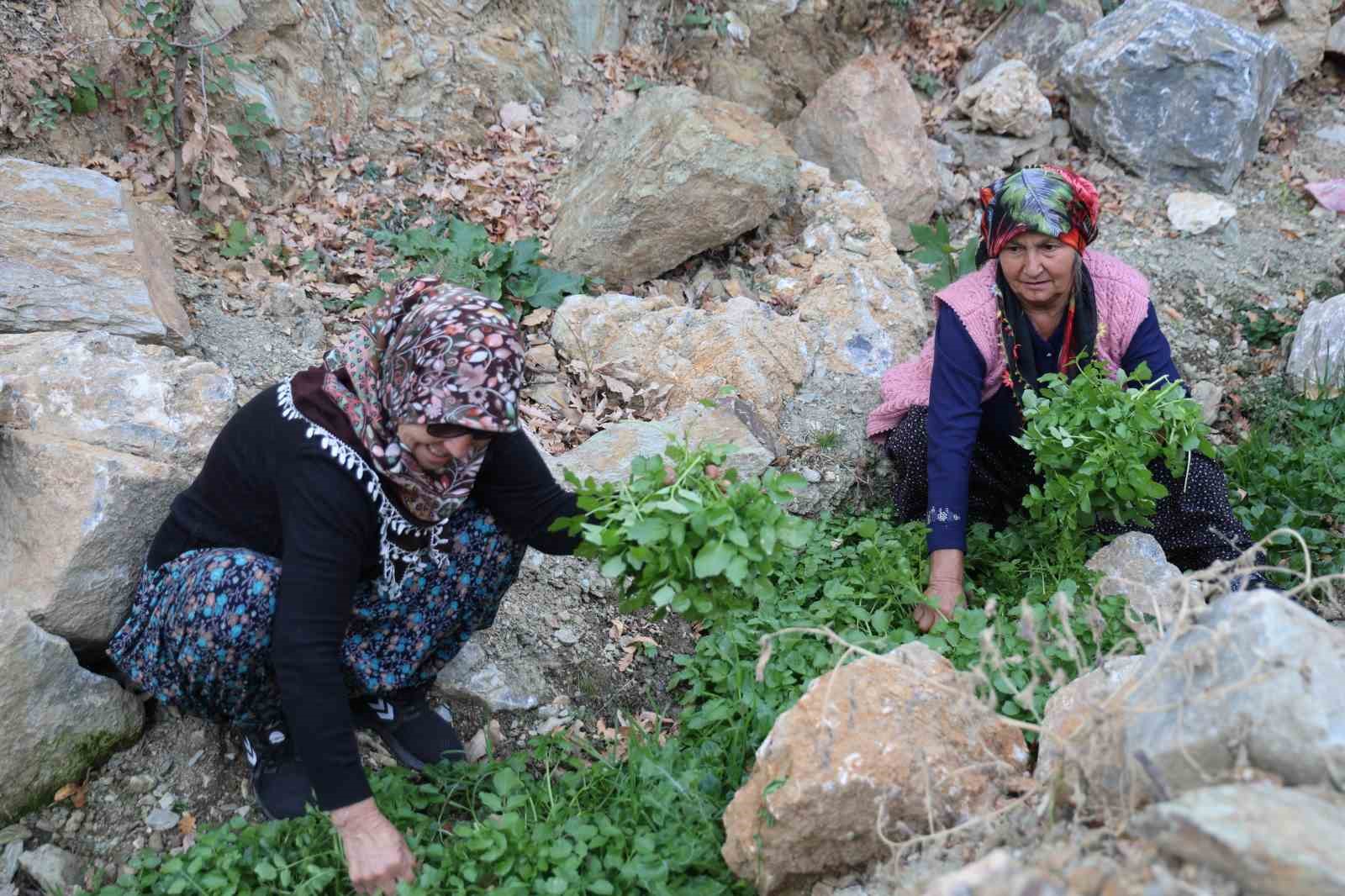 adanada 37 yil once koylulerin diktigi fidanlar ormana donustu 5 qbgeZSbp