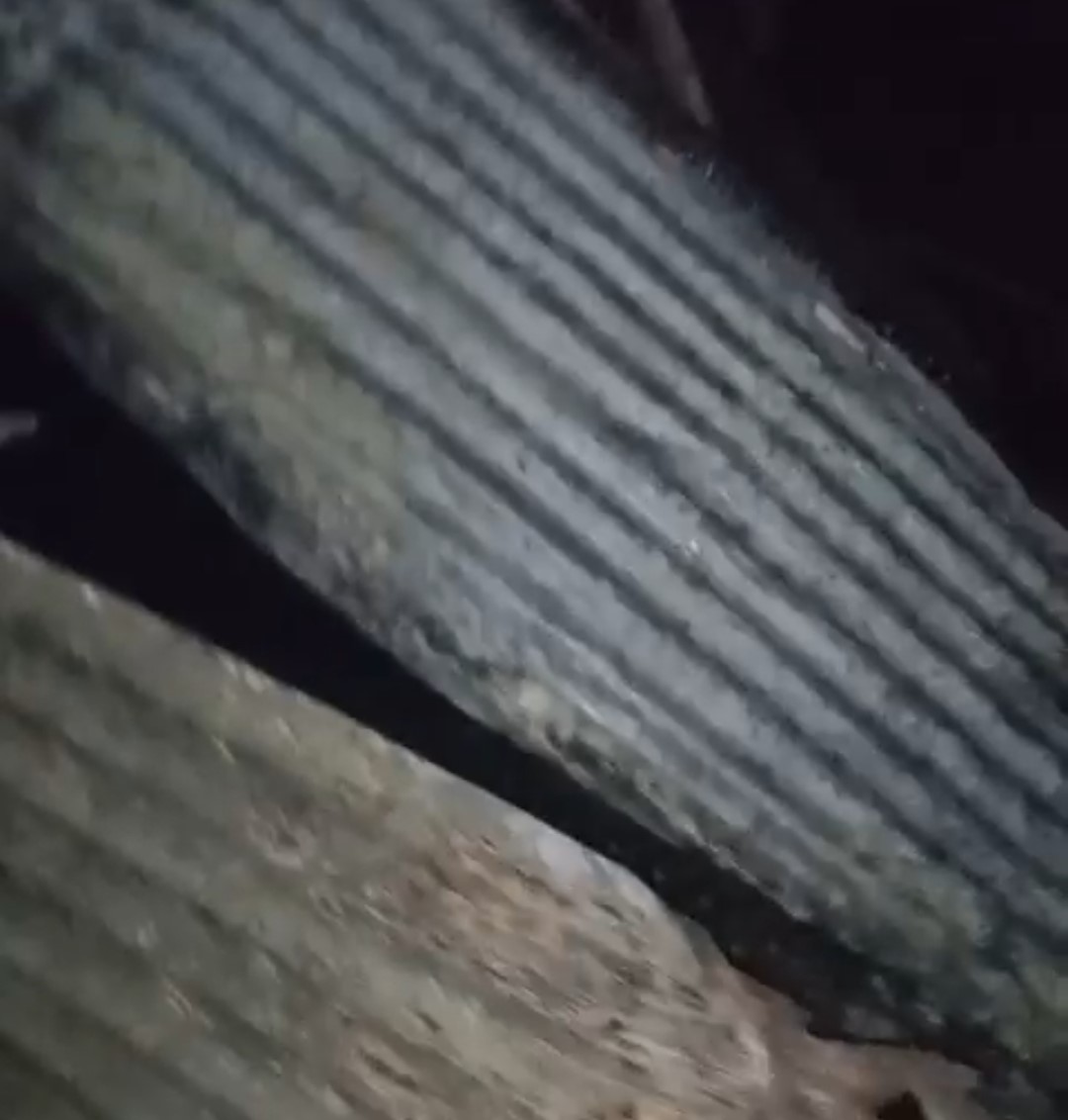adanada 40 guvercin yanginda telef oldu 1 X7ULbNKI