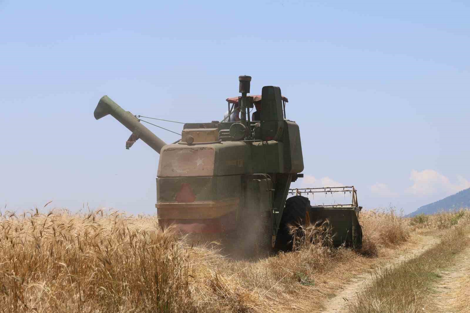 adanada ata tohumu karakilcik bugdayi yeniden uretime kazandirildi 2 dtS9qaCi