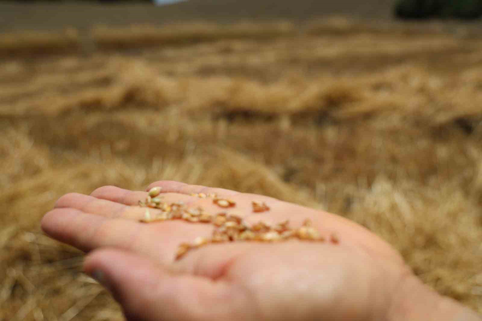 adanada ata tohumu karakilcik bugdayi yeniden uretime kazandirildi 6 QHUTwvZ2