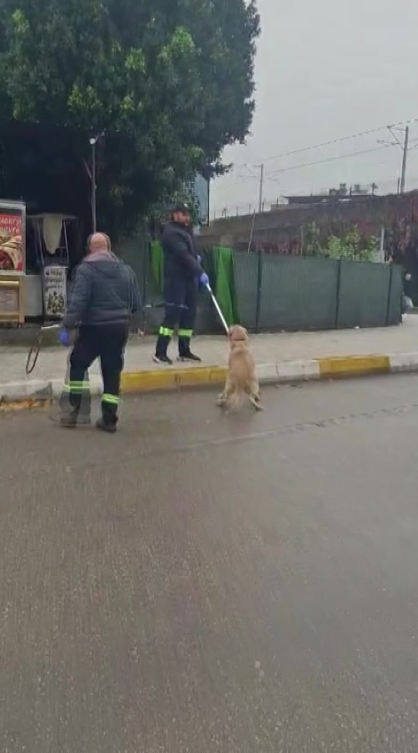 adanada basibos sokak kopekleri toplaniyor 0 N8PIGcHV