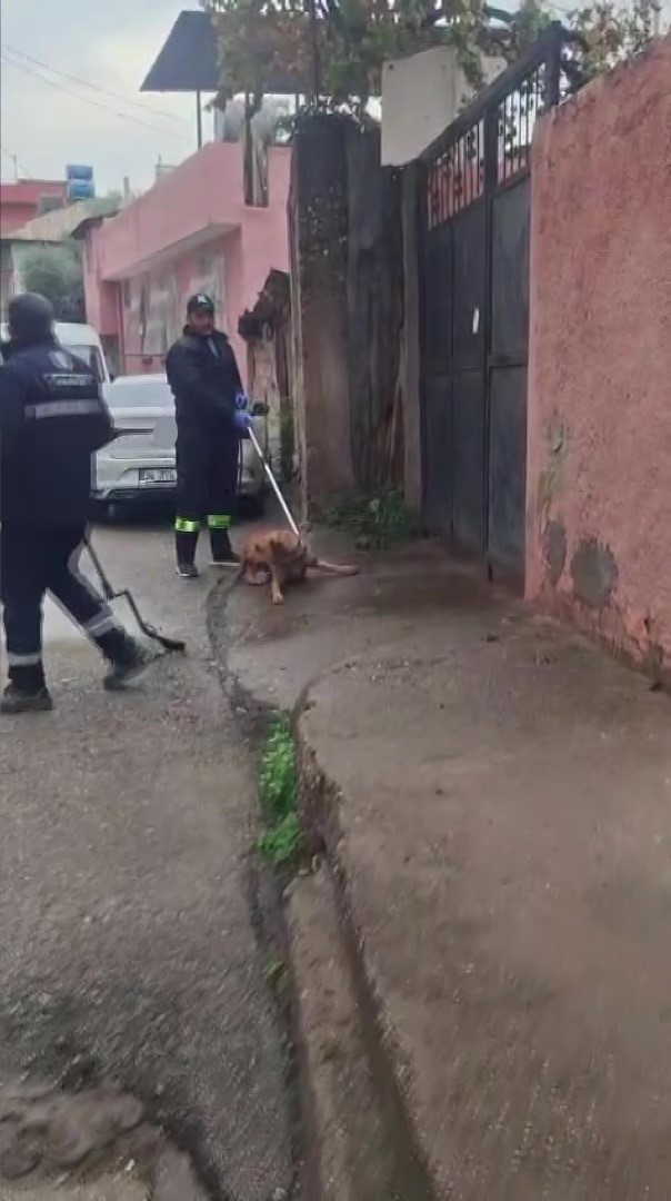 adanada basibos sokak kopekleri toplaniyor 1 pngvn2Gi