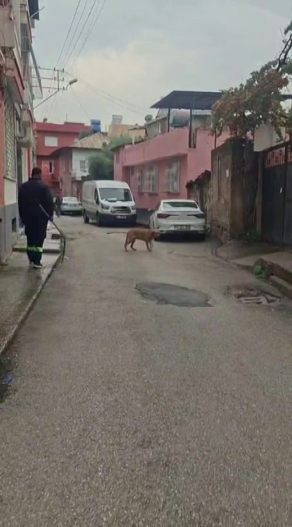 adanada basibos sokak kopekleri toplaniyor 2