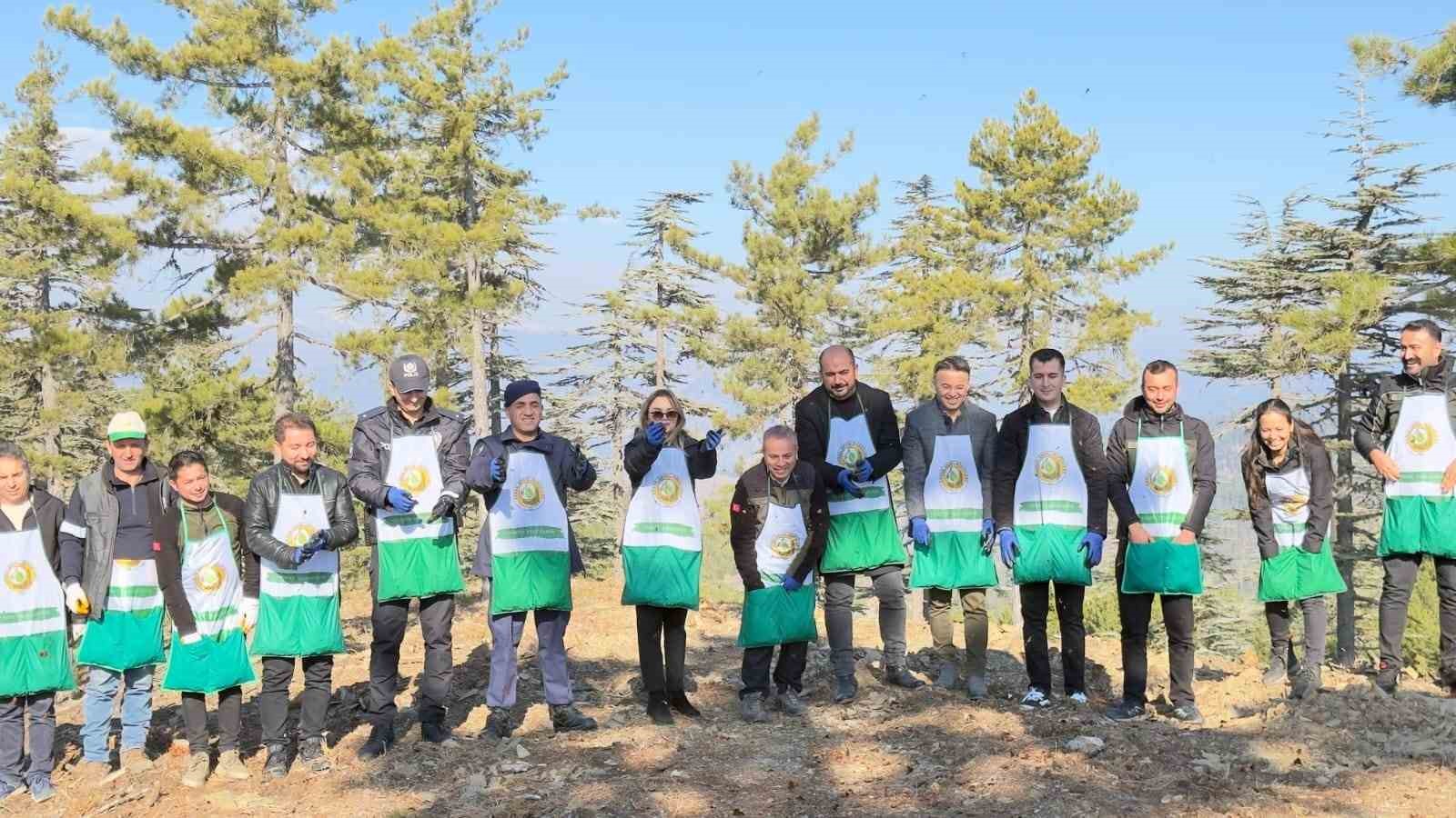 adanada bir yilda 50 ton sedir tohumu toprakla bulustu 0 lXvZjvKm