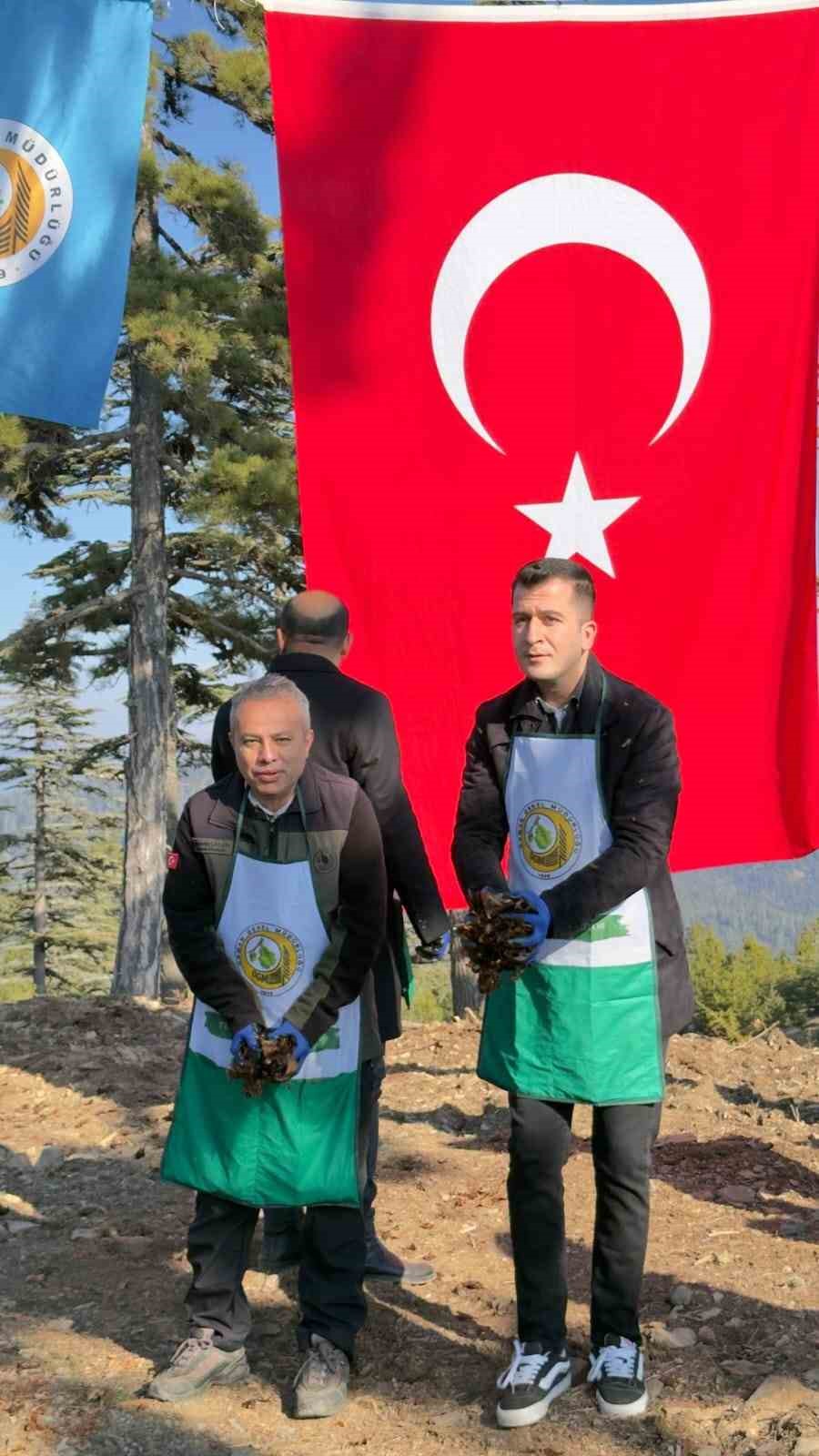 adanada bir yilda 50 ton sedir tohumu toprakla bulustu 3 QGjBEF4Z
