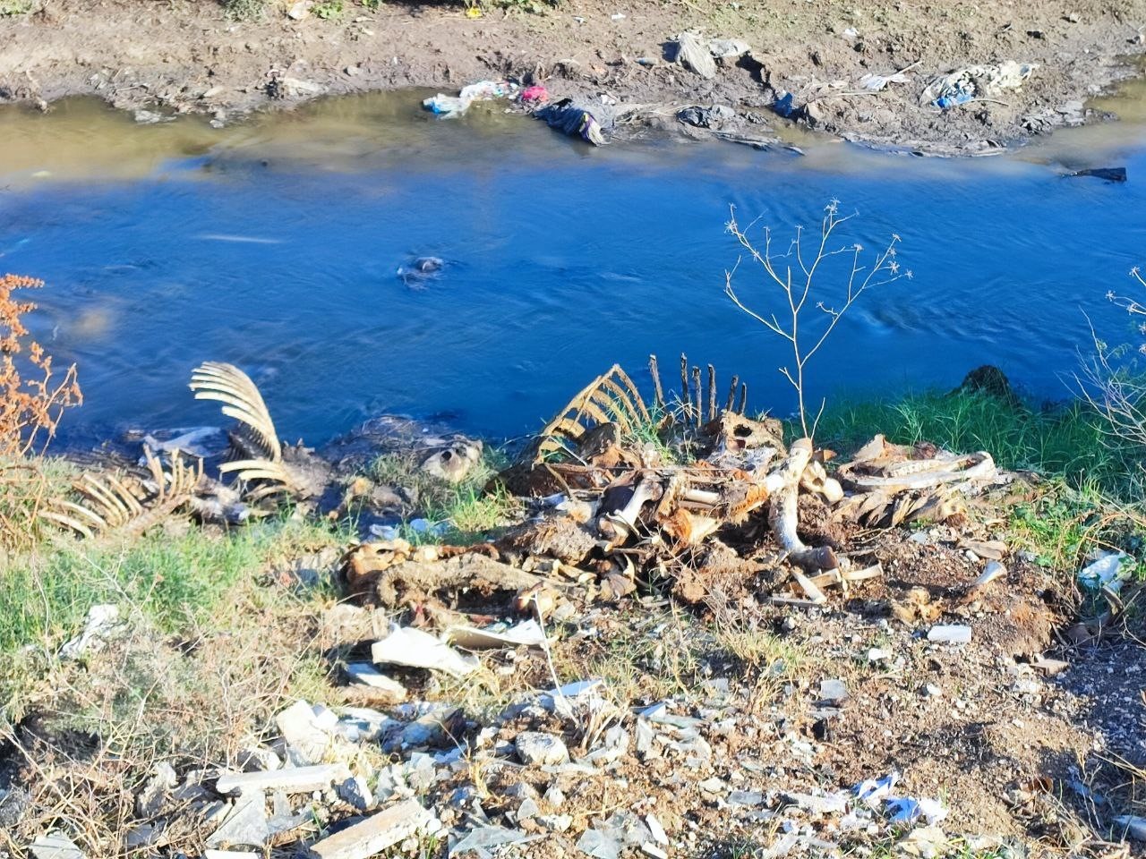 adanada dere yatagina yine at ve esek kalintilari atildi mahalle sakinleri tepki gosterdi 3 qET1fr66