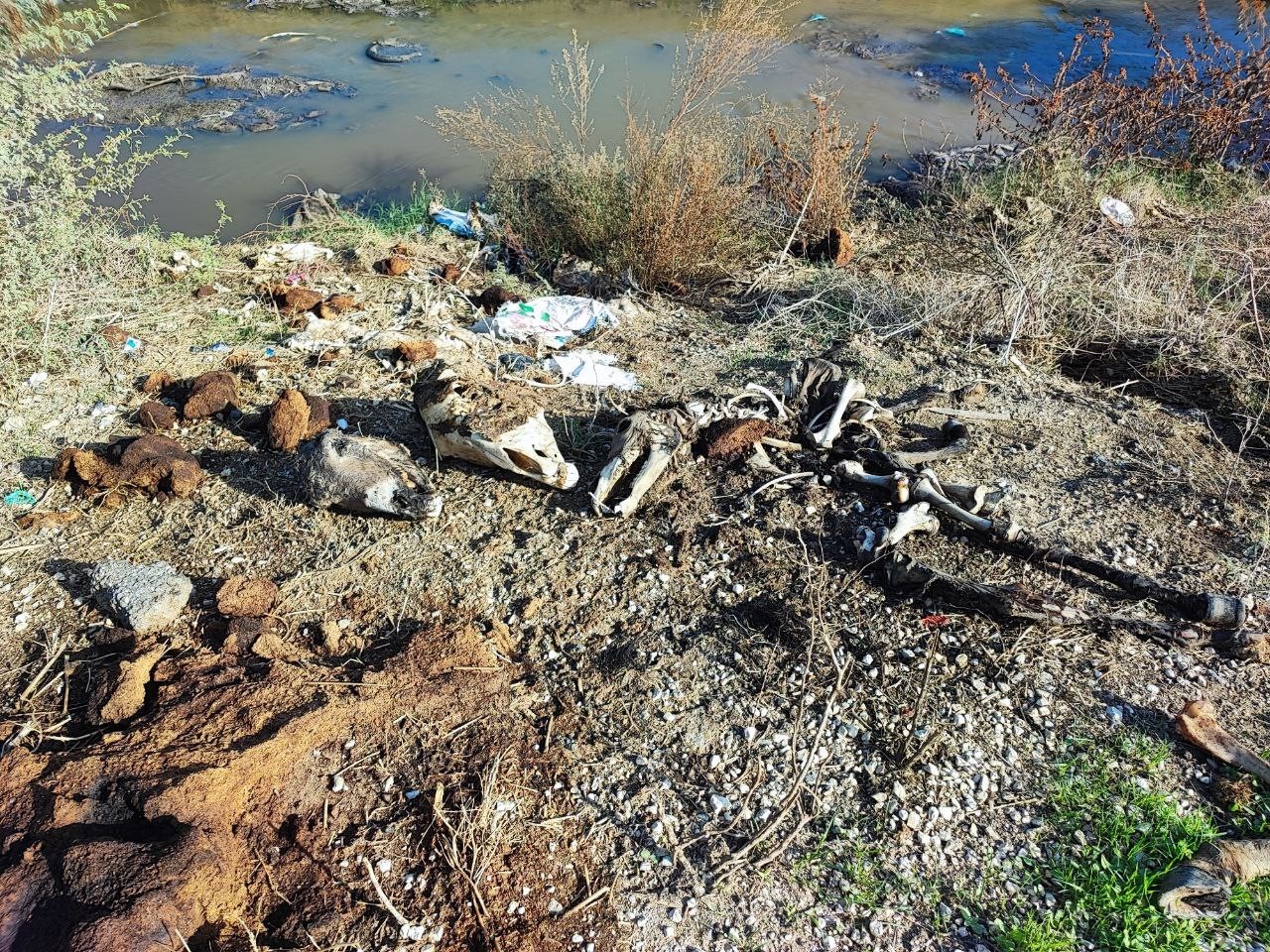 adanada dere yatagina yine at ve esek kalintilari atildi mahalle sakinleri tepki gosterdi 4 1AtGOrXH
