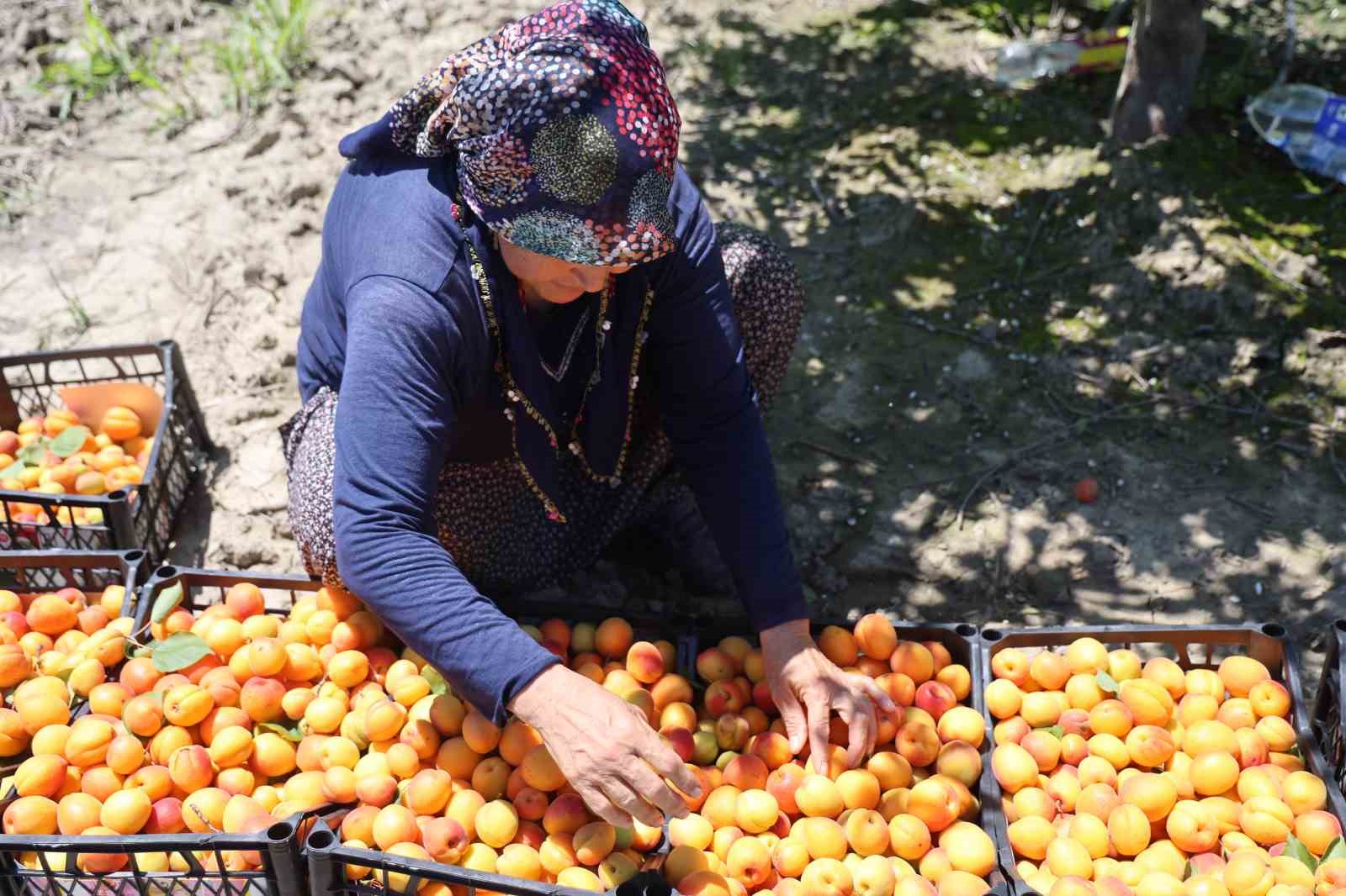 adanada erkenci kayisi hasadi basladi bahcede kilogrami 60 80 tl 2 jbeB9ETU