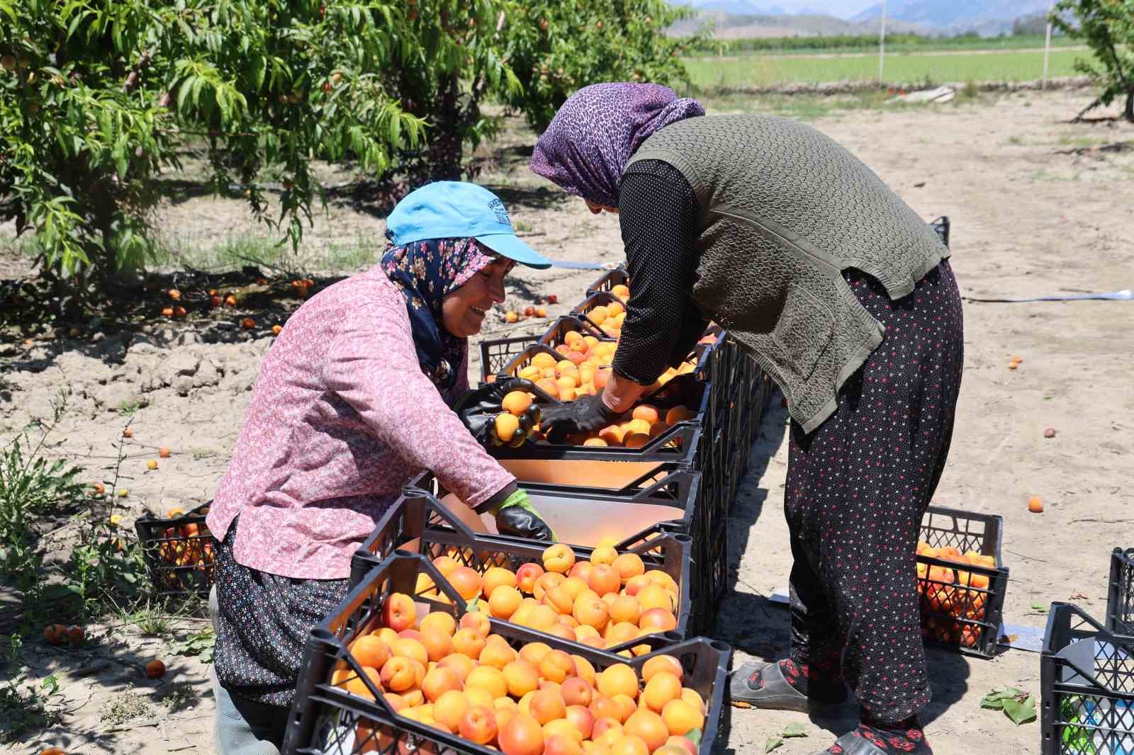 adanada erkenci kayisi hasadi basladi bahcede kilogrami 60 80 tl 9 TQwVdSjd
