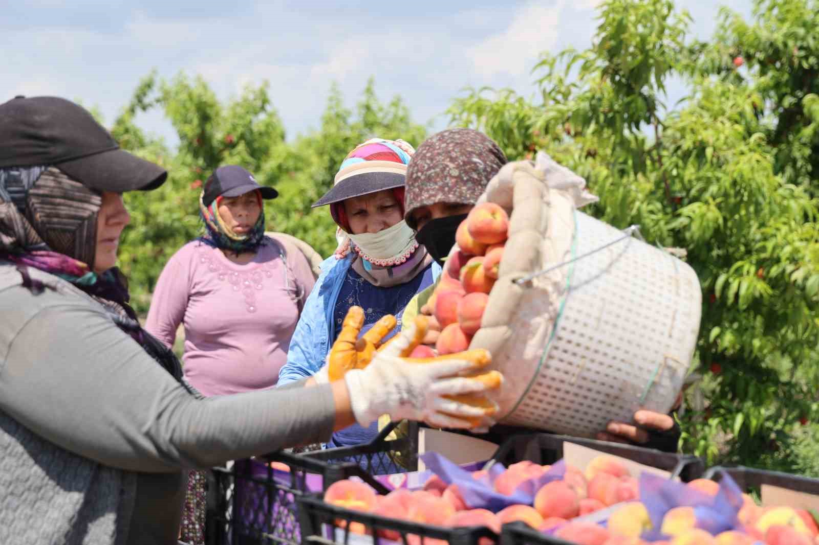 adanada erkenci seftali hasadi basladi bahcede kilogrami 10 20 tl 0