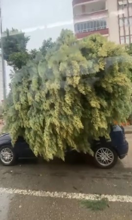 adanada firtina agaclari yerinden soktu 1 wdE5KOMA