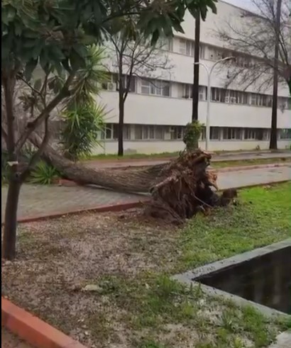adanada firtina agaclari yerinden soktu 2 ZIAUjhqQ