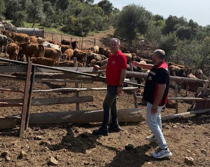 adanada guney sarisi bereketi yerli irk ureticinin yuzunu gulduruyor 1 i6rcypb7