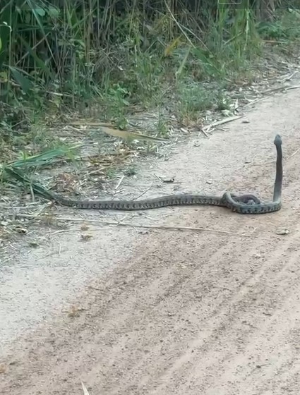 adanada havalar isindi parklarda yilanlar gorulmeye baslandi 3 r2JvaaYw
