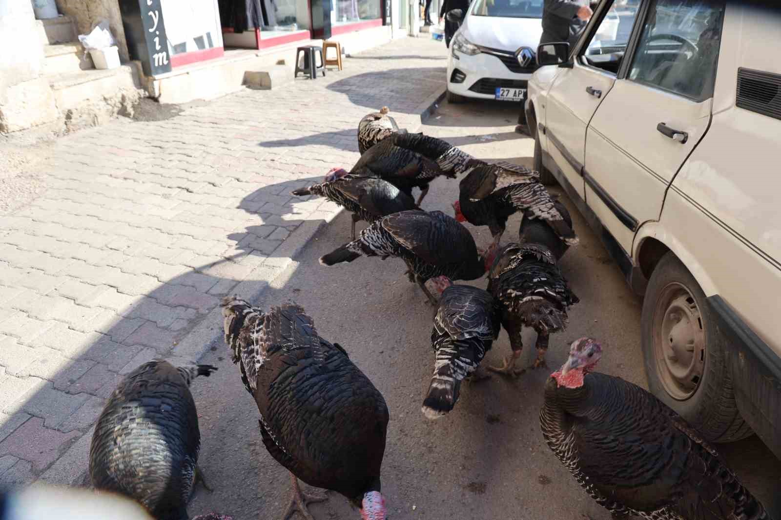adanada ilginc goruntu hindiler carsida gezdirilerek satiliyor 0 ZDgXtJdN