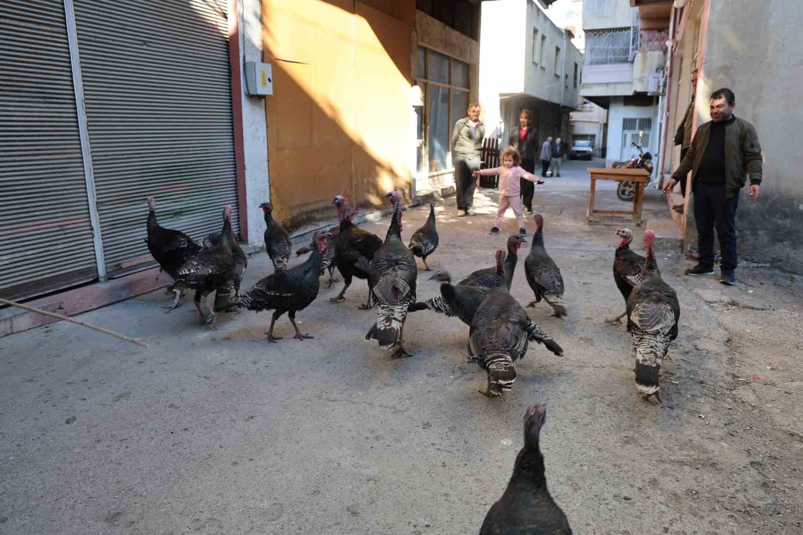 adanada ilginc goruntu hindiler carsida gezdirilerek satiliyor 2 VR7ueBlF