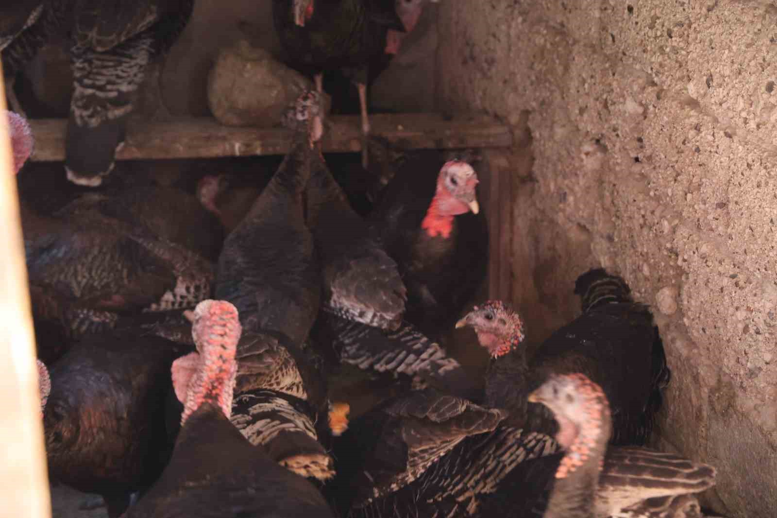 adanada ilginc goruntu hindiler carsida gezdirilerek satiliyor 5 KqDbYNcO