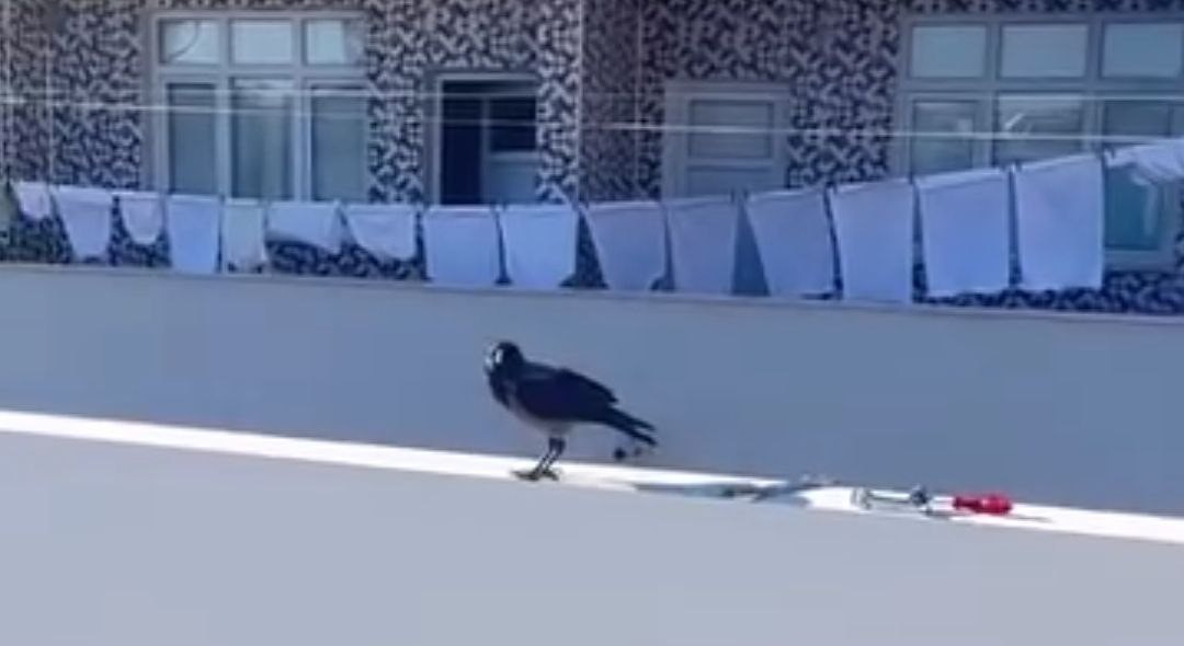 adanada karga bir evi mesken tuttu 3 VEww5TYP