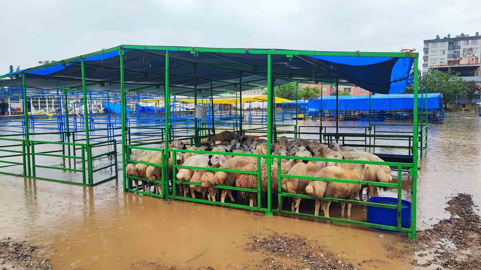 Adana’da kurban pazarını sel vurdu, besici gözyaşlarına boğuldu 6 adanada kurban pazarini sel vurdu besici gozyaslarina boguldu 2 XtJ618ry