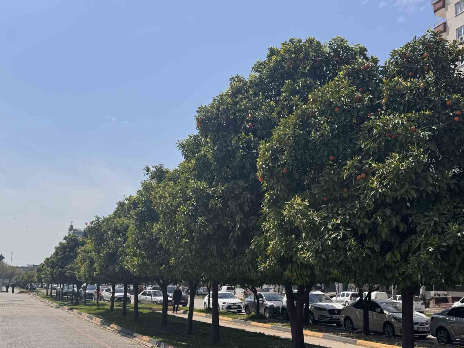 adanada portakal cicegi kokusu kenti sardi 2 RwCqagpB