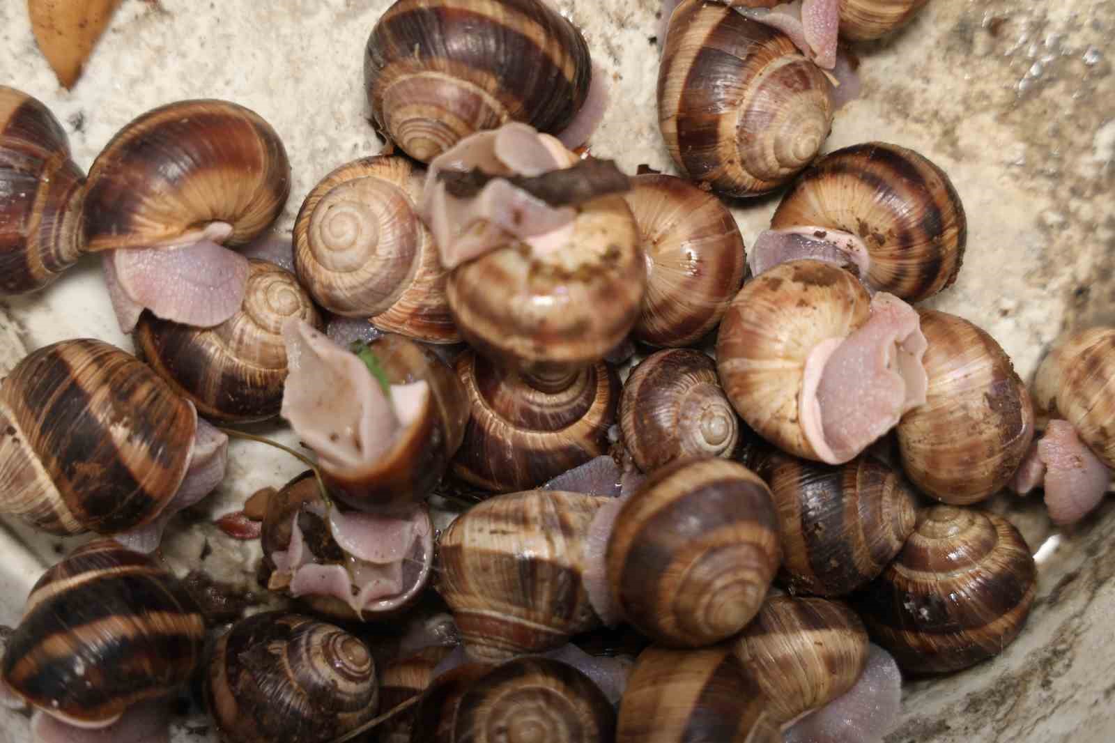 adanada salyangoz mesaisi kilogrami 35 lira 1 LtWRwTui