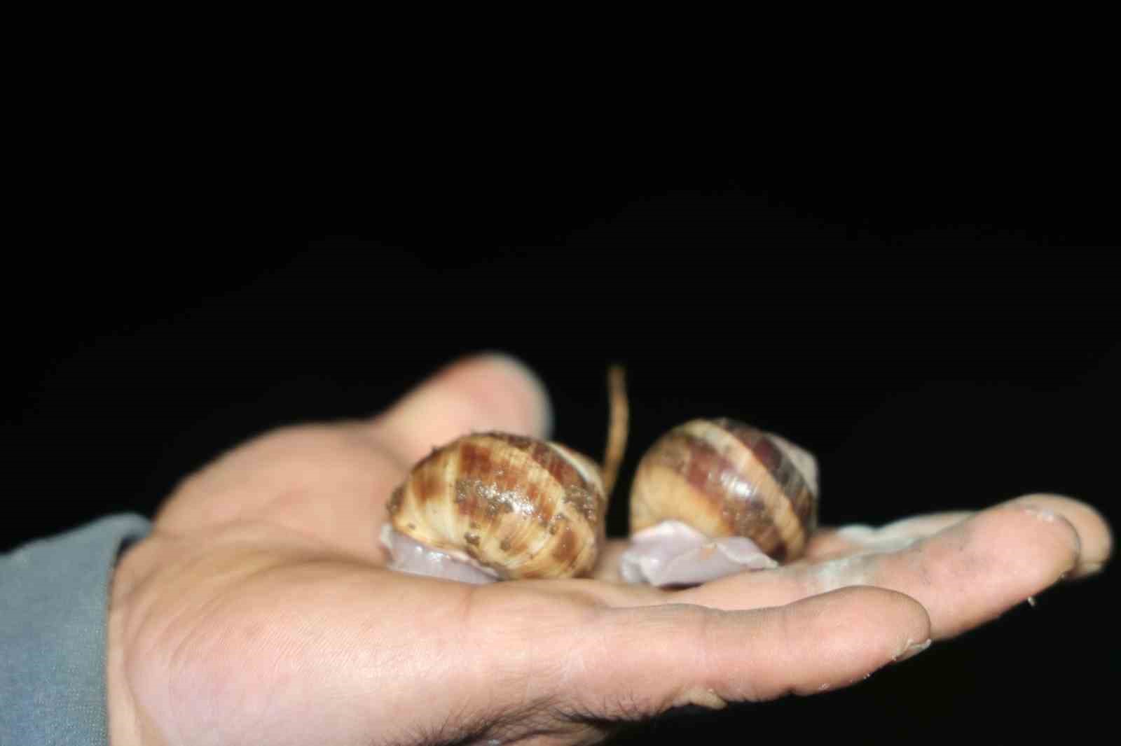 adanada salyangoz mesaisi kilogrami 35 lira 3 Waf97UU2