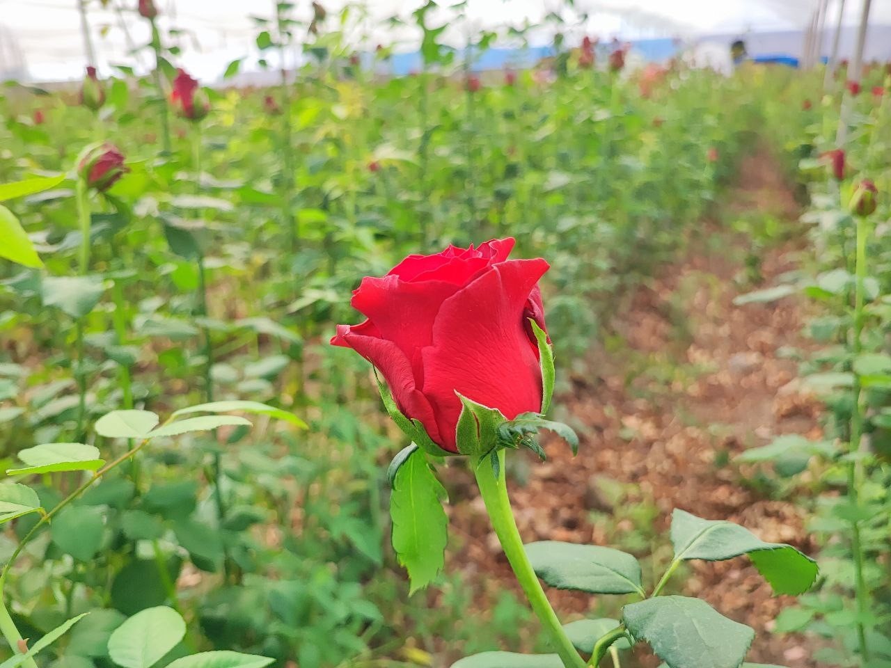 adanada seralarda gul hasadi basladi 5 plA47PHW