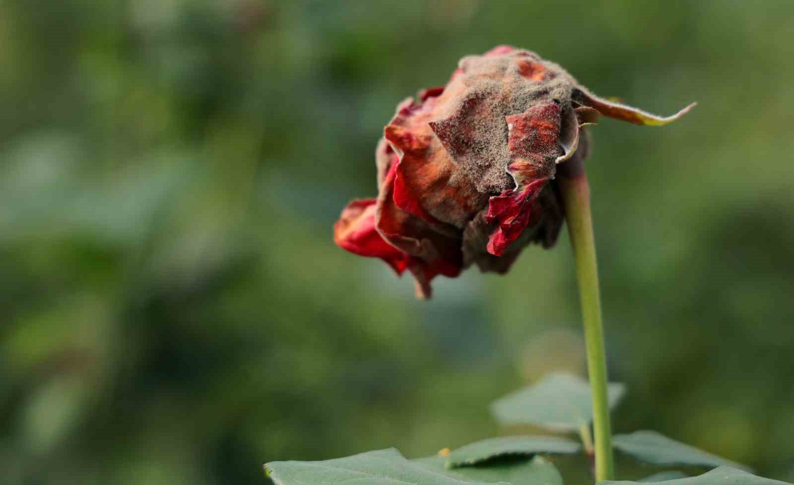 adanada sevgililerin gulleri dalinda kurudu 5 dkkAIPKH