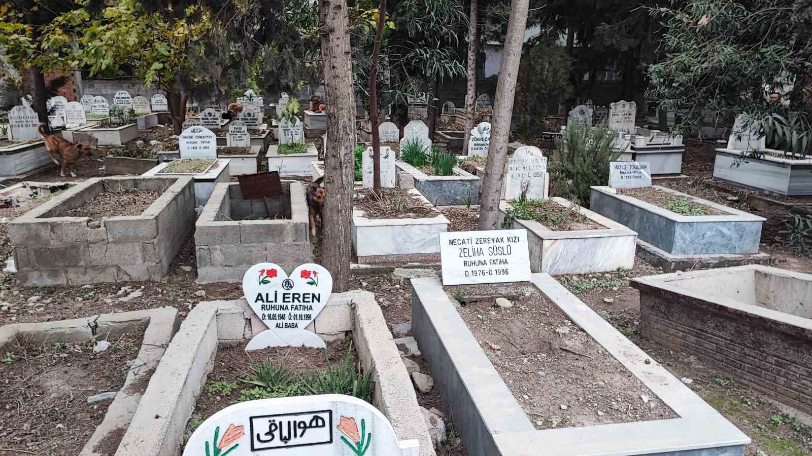 adanada sokak kopegi endisesi 2