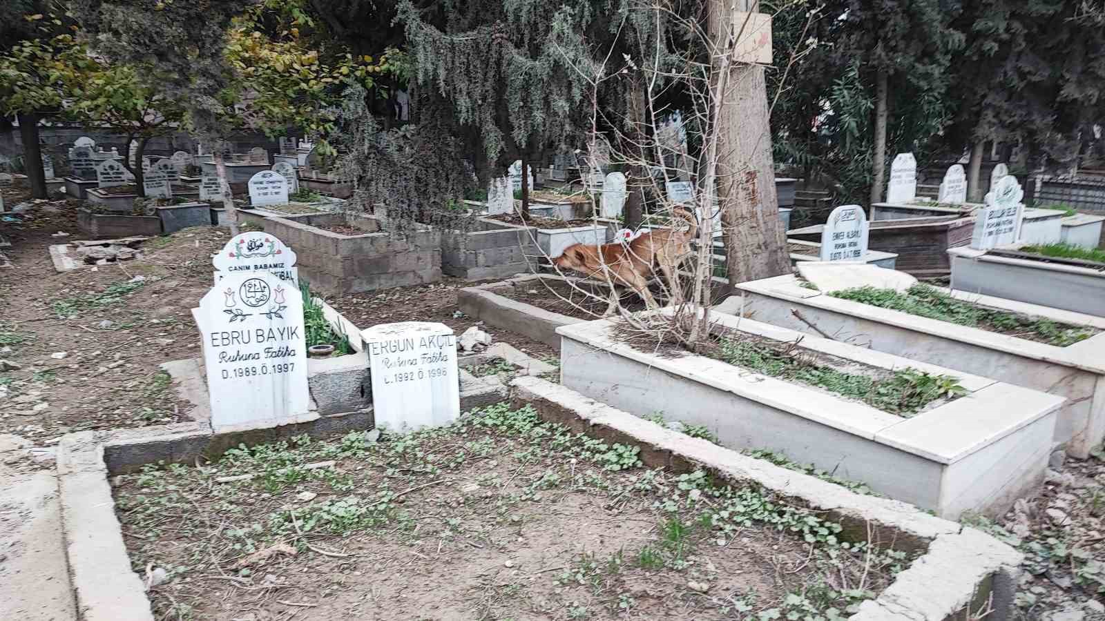 adanada sokak kopegi endisesi 3