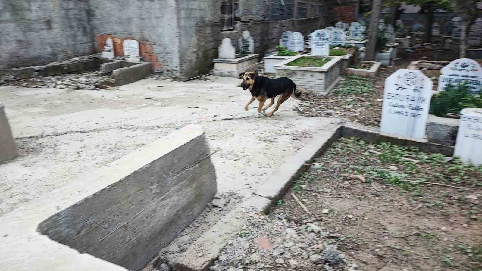 adanada sokak kopegi endisesi 4 dbsDNu1E