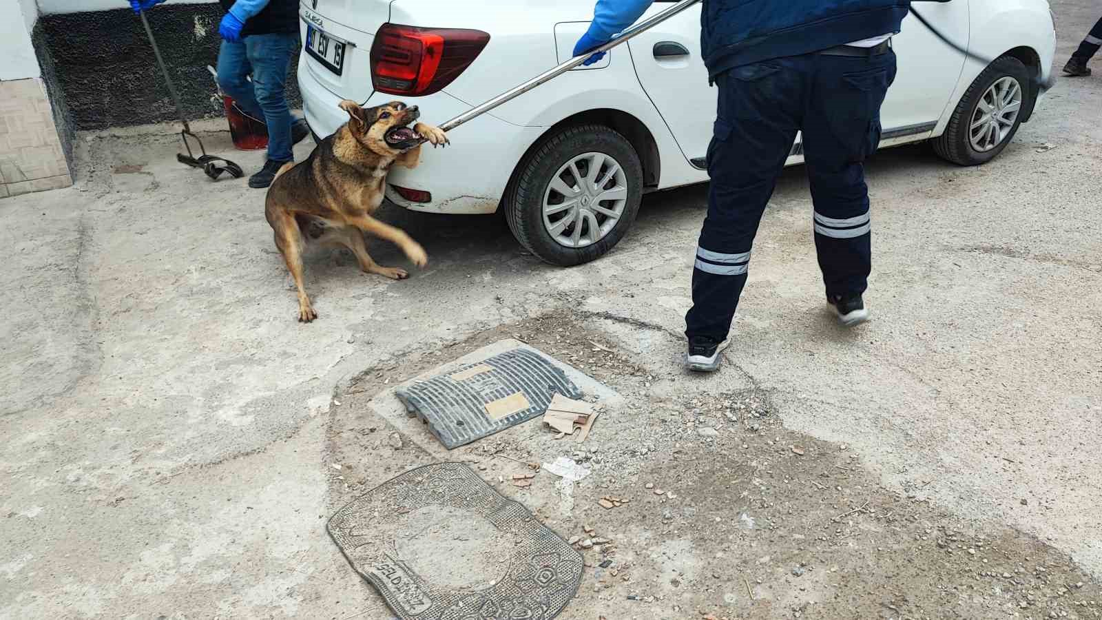 adanada sokak kopegi endisesi 6 UTOuAtKP