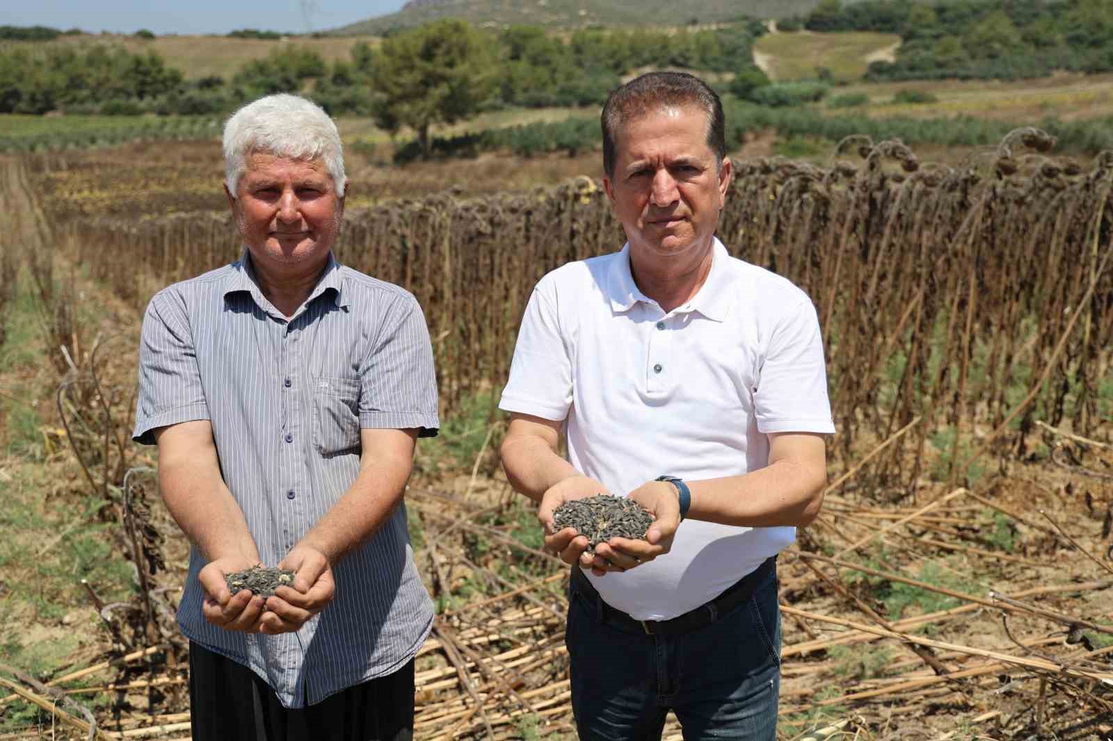 adanada yaglik aycicegi hasadi basladi yuksek rekolte ureticiyi sevindirdi 4 pMOeNGtp