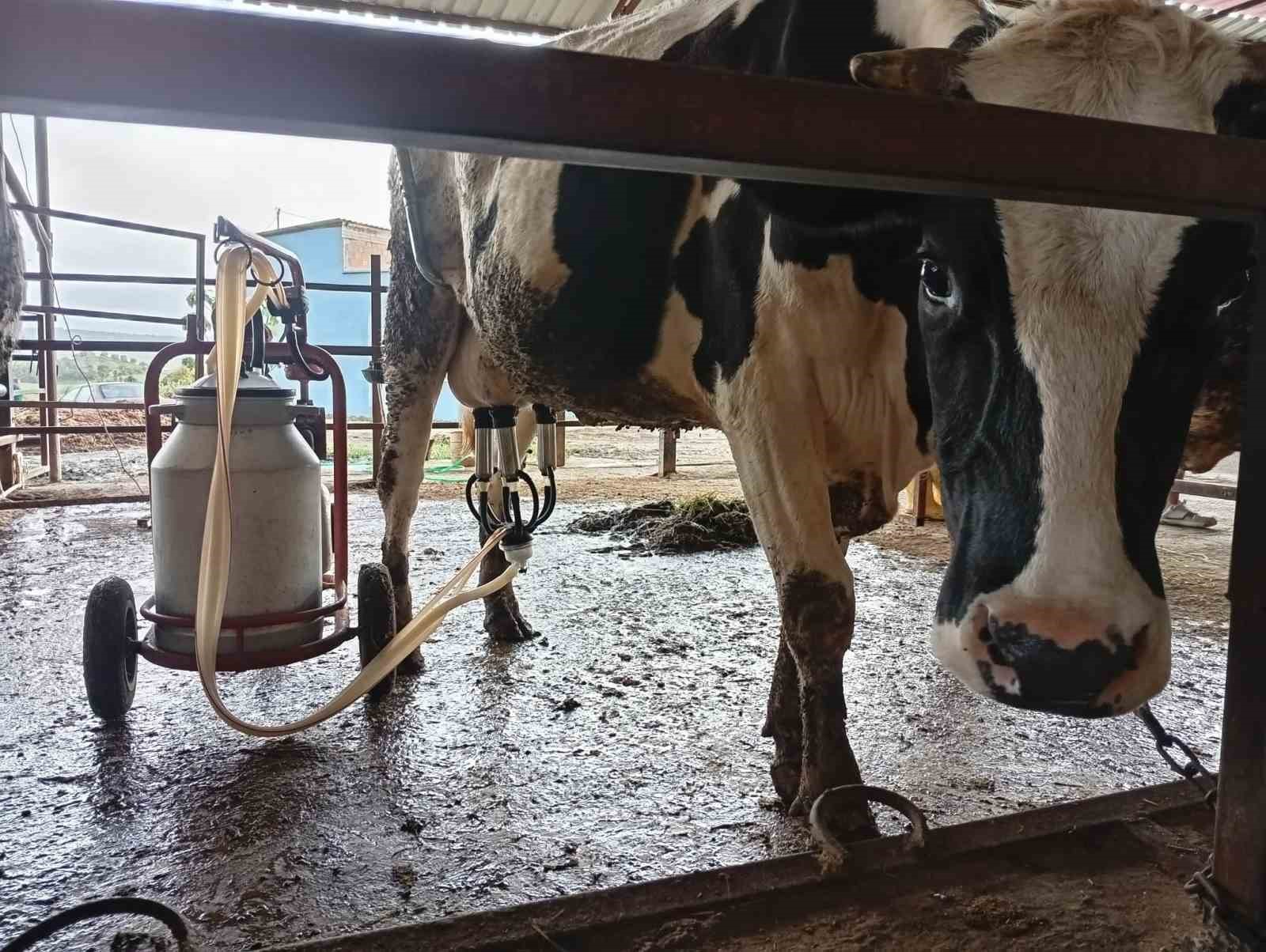 adanali ureticiden sut verimi icin ilginc yontem 2 4uSvQLKm