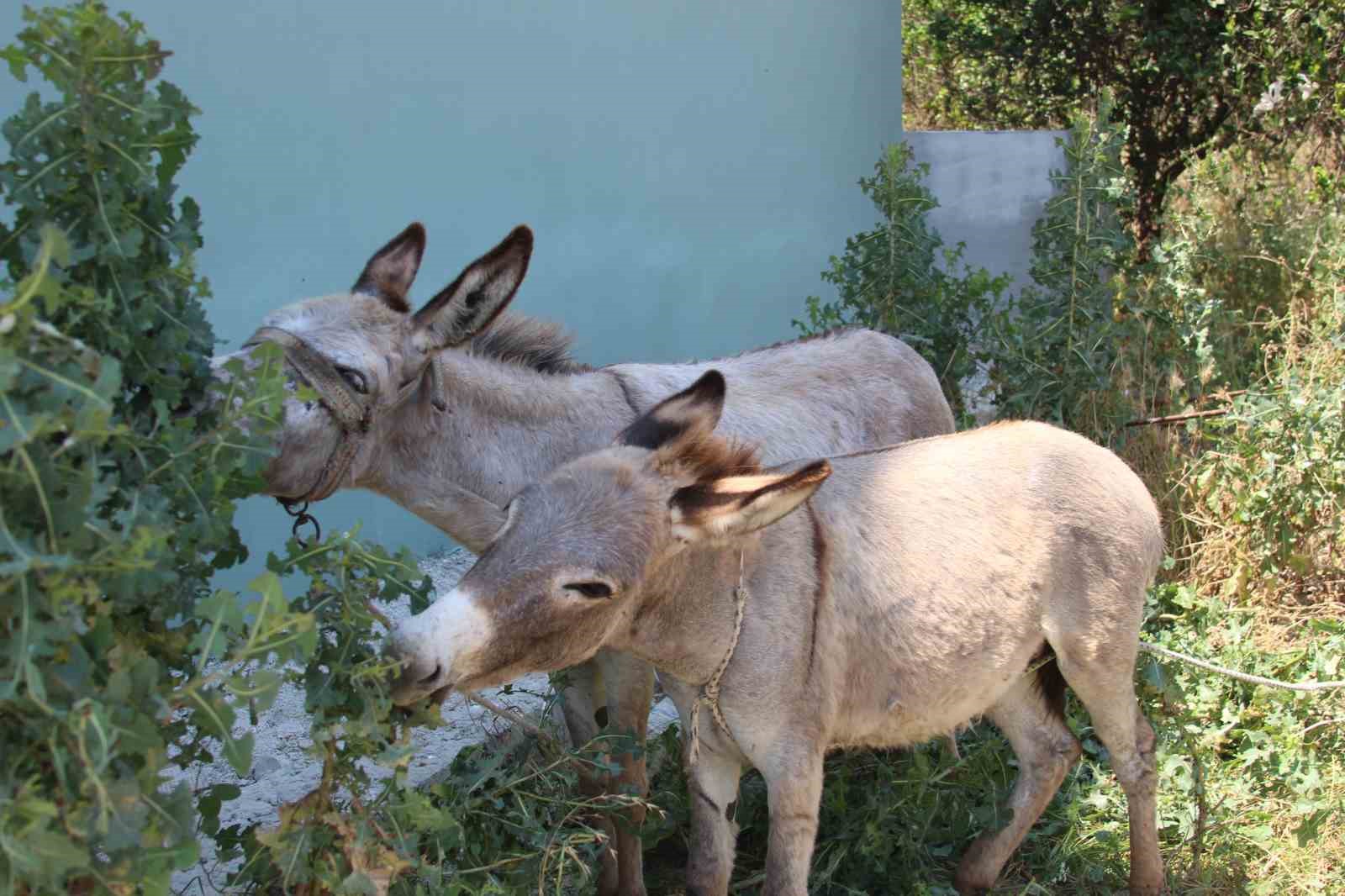 adanalilar eseklerin sahibini ariyor 1 HazpmUDN