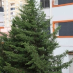 adananin-kuzey-ilcelerinde-kuvvetli-ruzgar-etkili-oldu-aQ8MXzWw.jpg